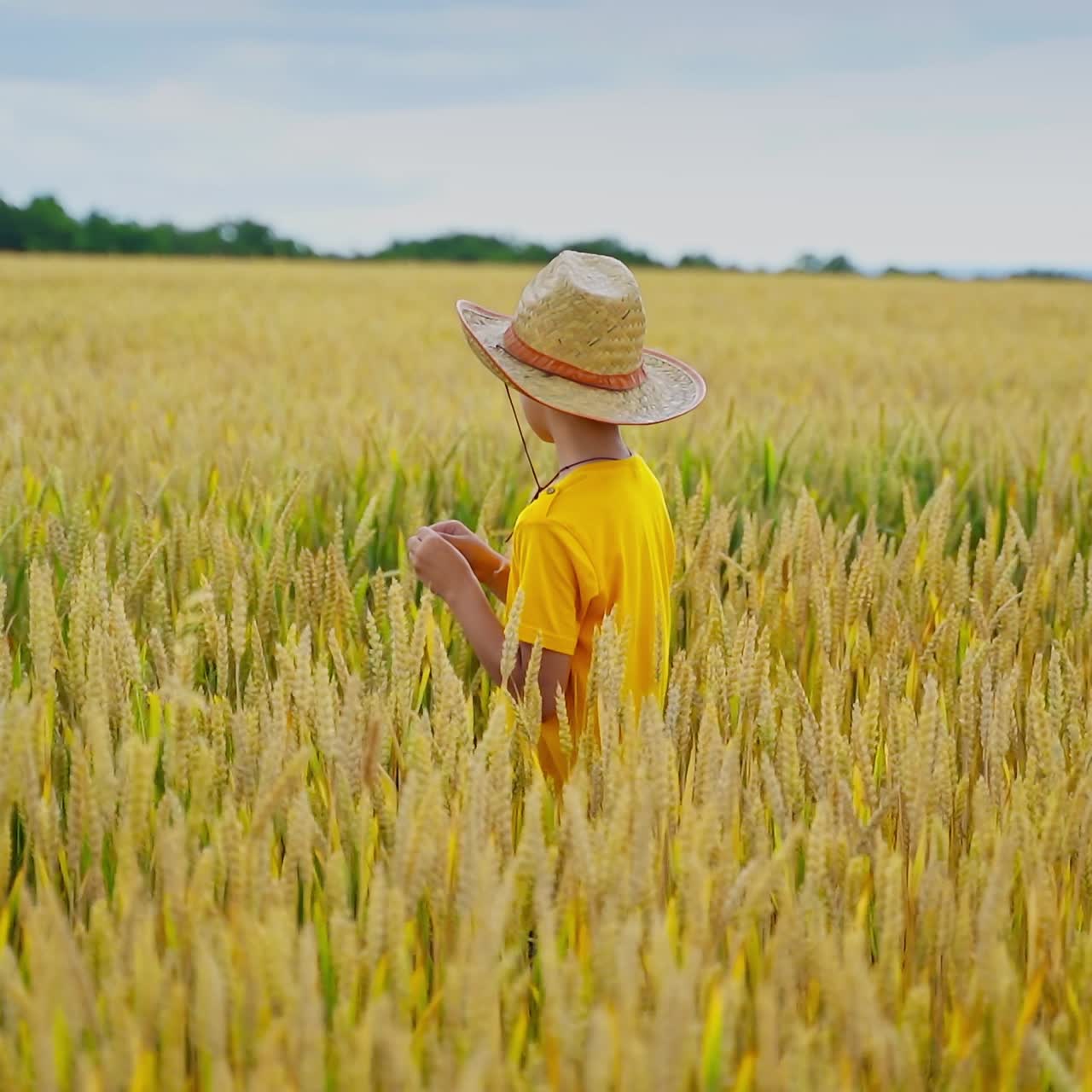 Child in agricultural field. Little farmer boy in straw hat stands among growing wheat in bright summer day. Healthy kid among yellow spikelets.