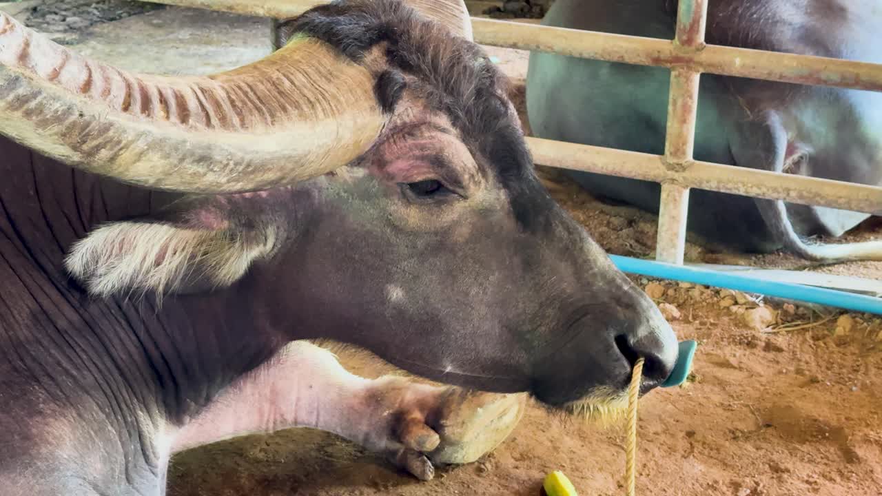 A water buffalo chews calmly in a rustic farm setting in Phuket, Thailand. Natural lighting highlights the animal's features