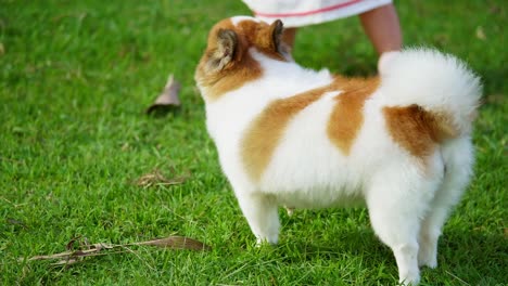 perro pomeraniano pedigrí esponjoso caminando sobre un césped verde