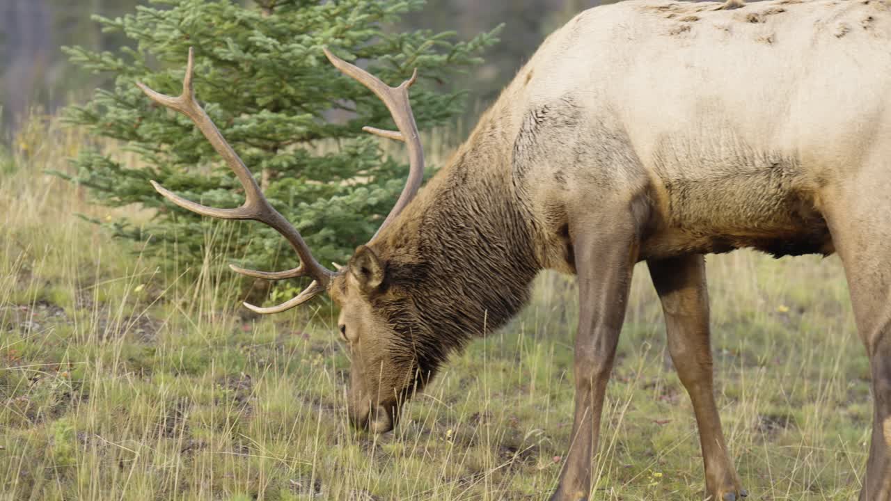 alce macho con cuernos grandes comiendo hierba, tiro lento en cámara lenta