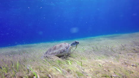 a sea turtle at the bottom eats algae