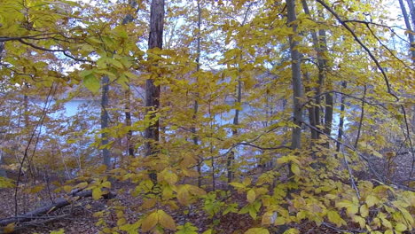 Pan-of-autumn-foliage-beside-lake-with-close-up-of-tree-bark-carved-with-graffiti