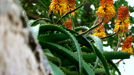 striking vivid aloe vera plant flowers in bloom in spring, tilt-up