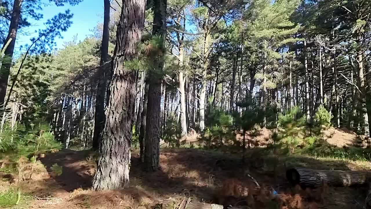 Hiking trail through dense thick Newborough forest sunlit trees on warm summer morning panning right