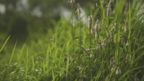 cámara lenta de cerca de la hierba y las flores silvestres como malezas balanceándose en el viento