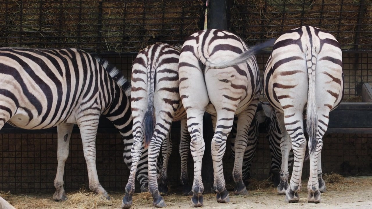 Diverse zebre in piedi vicine, che mostrano distintivi motivi a strisce bianche e nere.