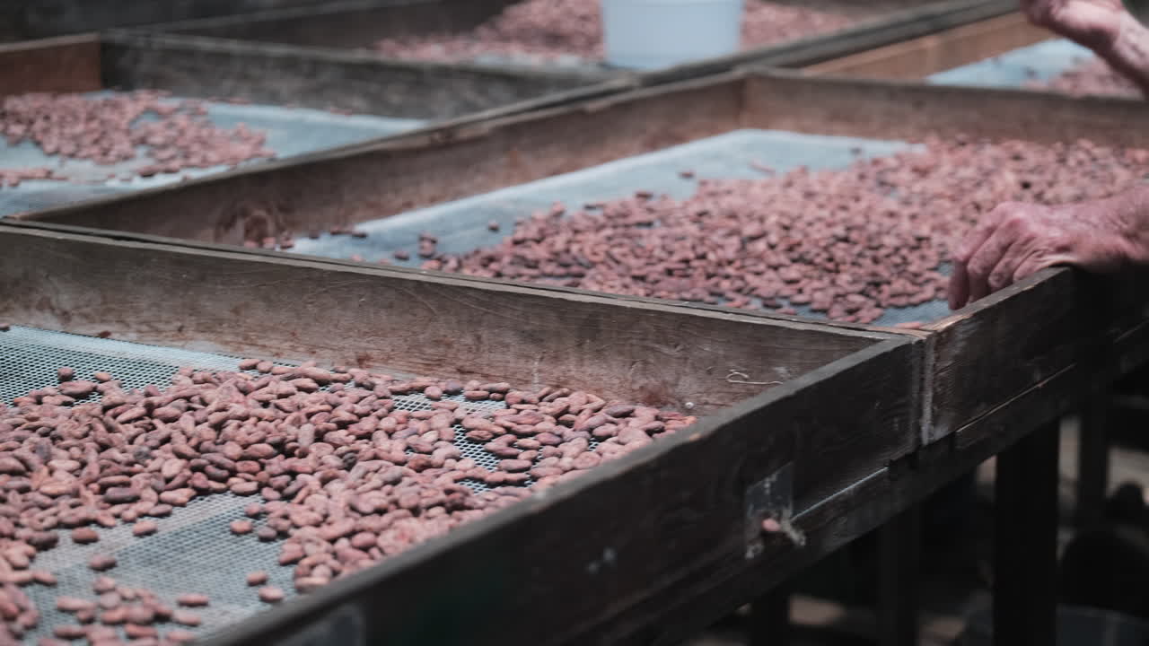 Pan shot of cacao beans drying after farmer harvesting from cacao tree