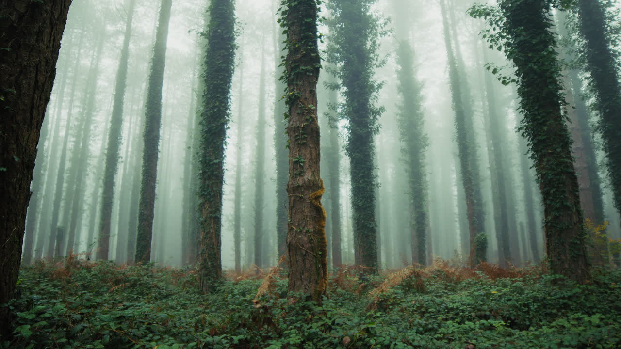 Enigmatic Forest With Tree Trunks Shrouded in Mist in Autumn Mountain Landscape