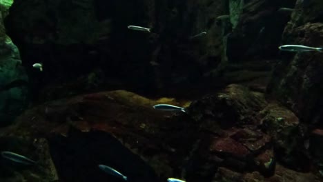 peces en el tanque del acuario