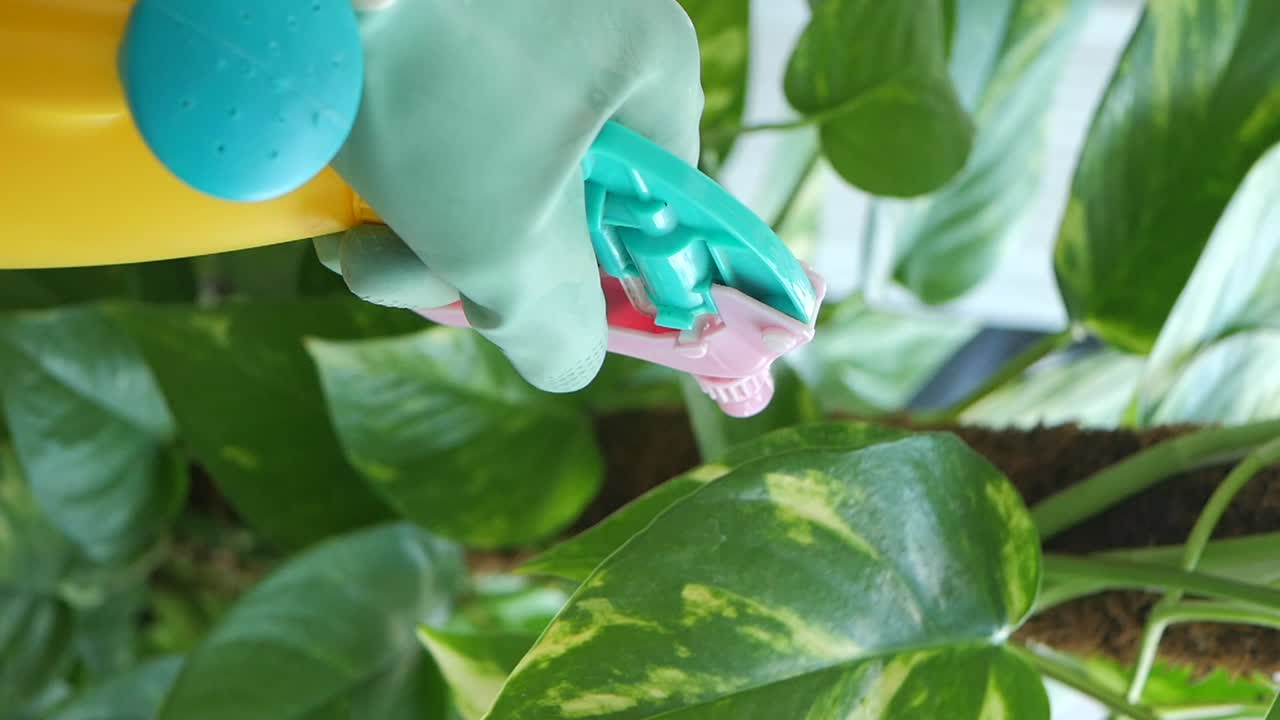 Watering houseplants