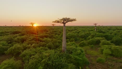 Birds fly around unique endemic Baobab trees in Madagascar at sunset