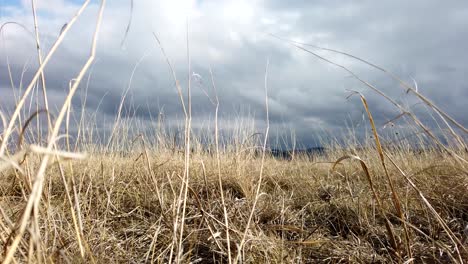 Dry-Weeds-and-Cloudy-Weather