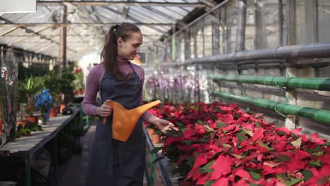 female gardener in uniform walking in a greenhouse and watering pots of red poinsettia with garden watering can