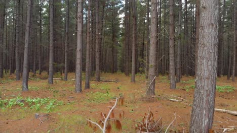 Dolly-Durch-Den-Kiefernwald,-Kopfhöhe