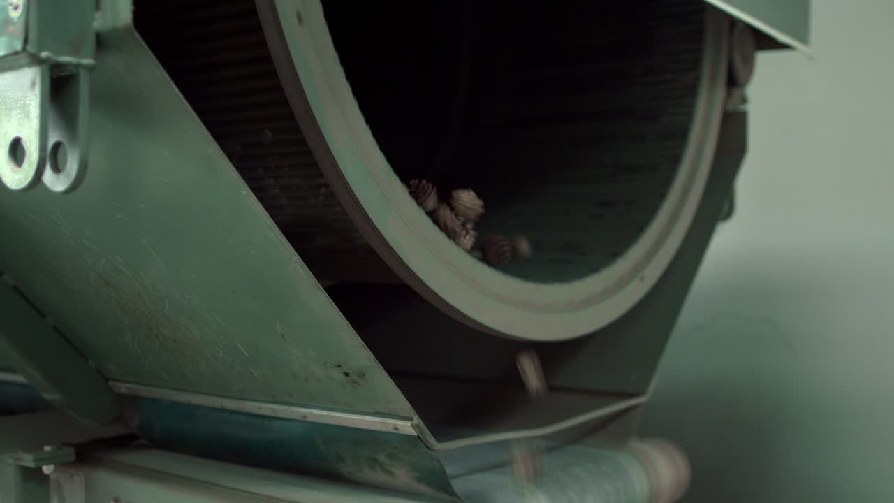 소나무 콘은 실린더에서 떨어집니다. 콘을 청소하고 분류하는 자동 라인