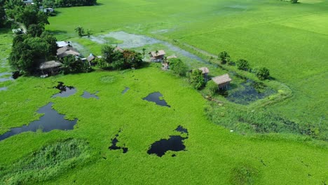 vista aérea de un campo de arroz en arunachal pradesh