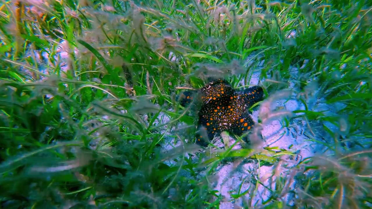 Ovenfra snorkel-perspektiv af en stumparmet søstjerne (Pentaster obtusatus) skjult blandt frodigt søgræs på havbunden i en drømmende undervandsscene før den stiger op. Dauin, Filippinerne.
