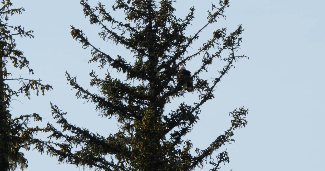 Aquila calva adulta che si pulisce le piume seduta su un ramo di pino, Juneau, Alaska