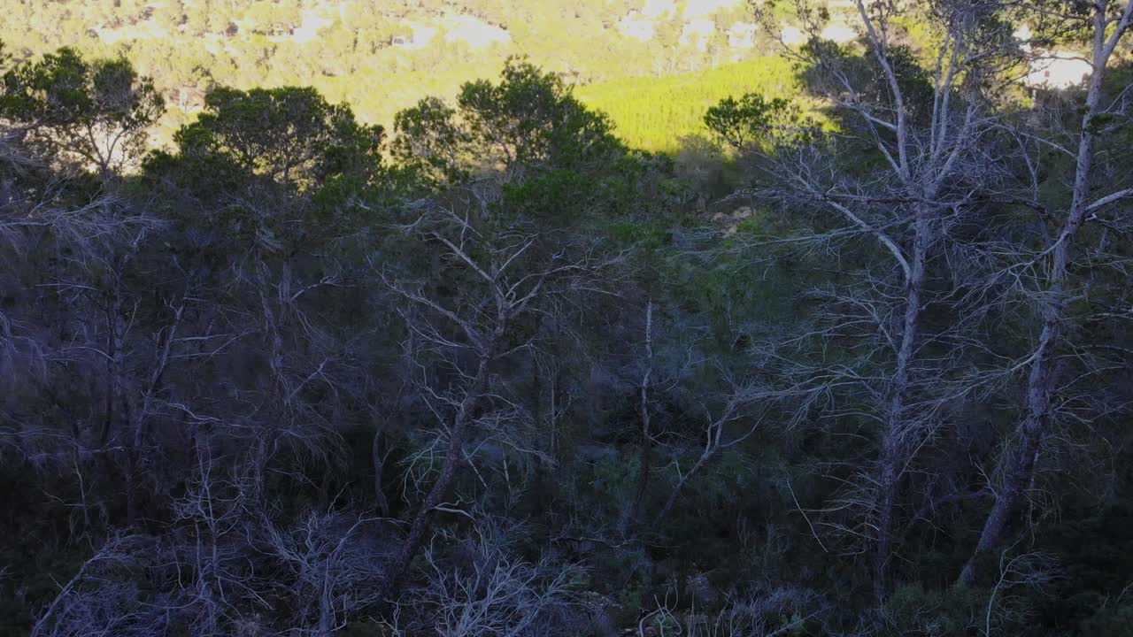 en el bosque con un dron en ibiza
