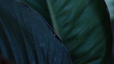 dark, large leaf, tropical plant