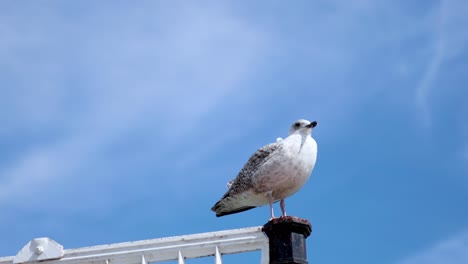 gaviota de arenque posada en un poste de la valla