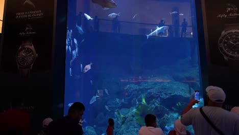 people observing fish in large aquarium tank