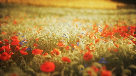 sunset in the wild flower field