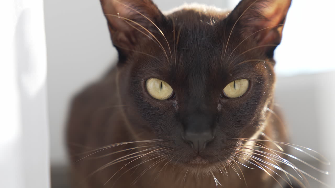 Portrait of a cat. Big eyes of a burmese cat looking on camera. Face of adorable pedigree pet. Close-up.