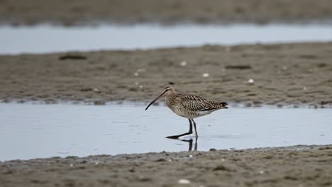 a beautiful shorebird forages in shallow waters, showcasing its unique plumage and graceful walking as it searches the mudflats for invertebrates and other food sources