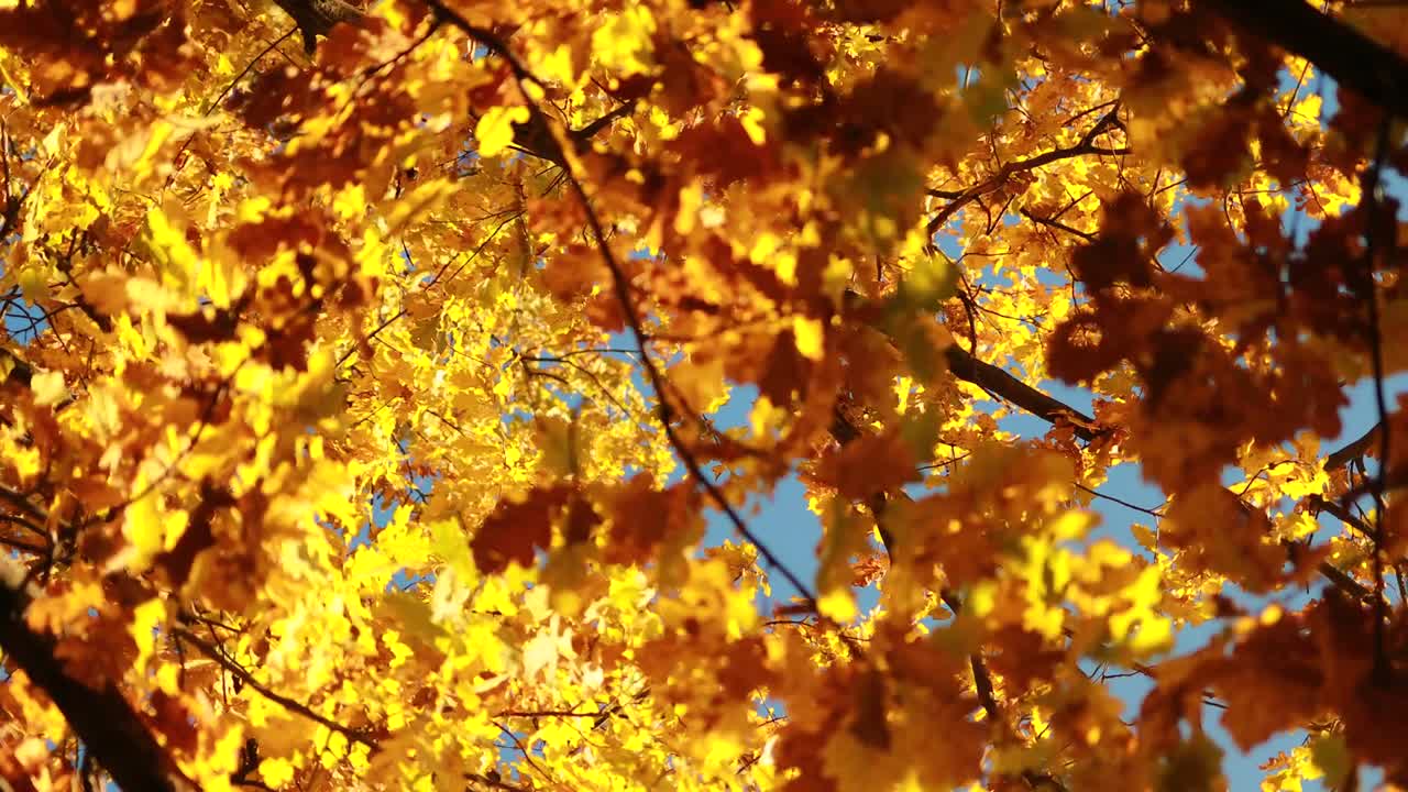 가을의 오크 잎.