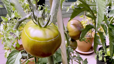 tomato plant with problems, diseased tomato