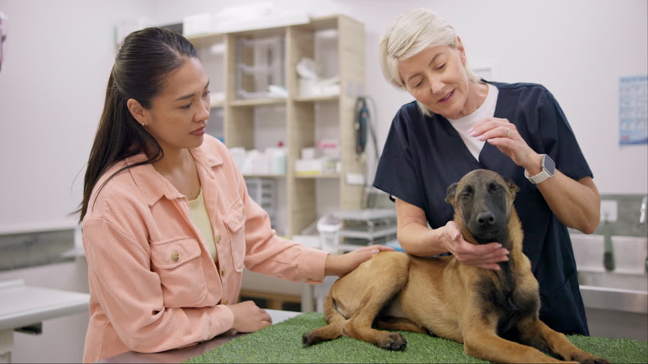 개, 체크업 및 여성과 수석 수의사