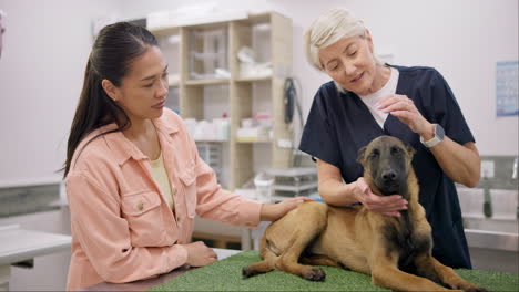 dog, checkup and woman with senior veterinary