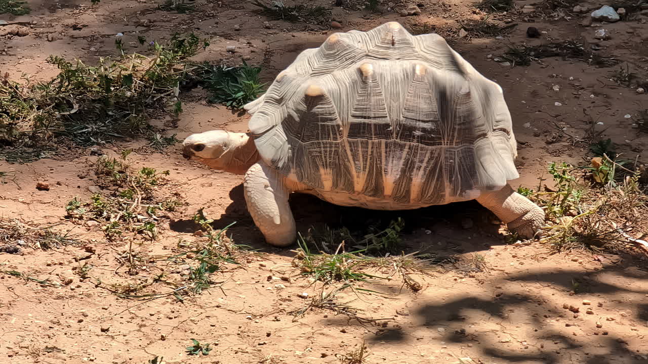 Giant tortoise walk on dry mud, big shell turtle in the sun - handheld shot