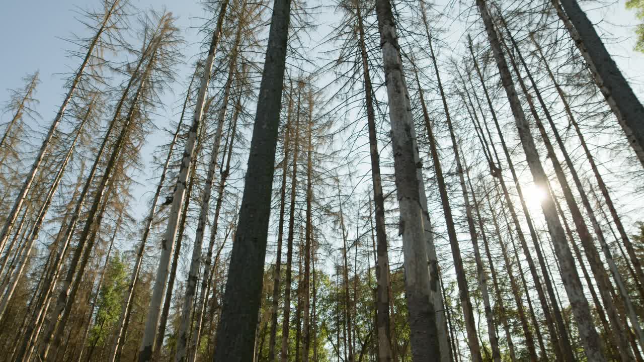 troncos y copas de árboles de abetos secos muertos afectados por el escarabajo de la corteza en el campo checo