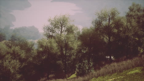 paisaje con un bosque mixto en primavera