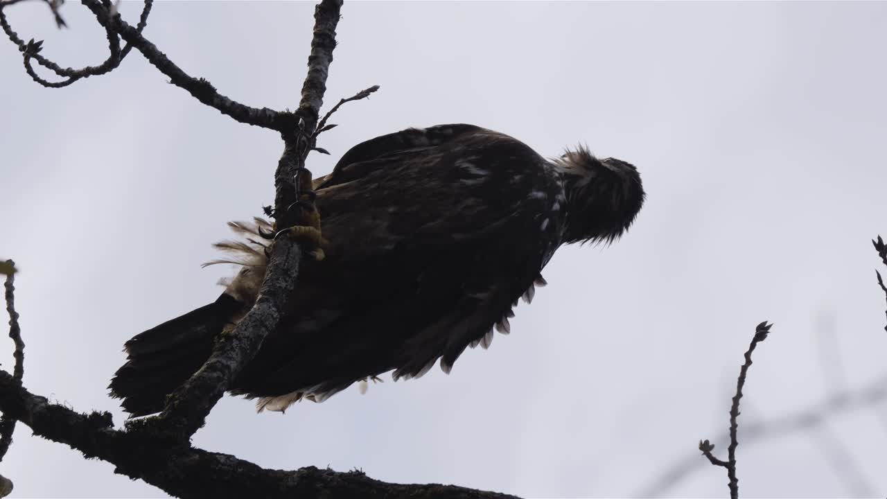 águila calva juvenil posada en una rama, retrato vertical