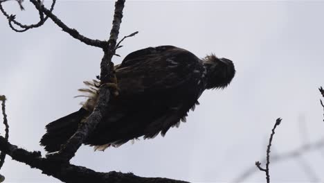 Juvenile-bald-eagle-perched-on-branch,-vertical-portrait