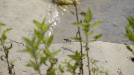 slowmotion shot of dragonfly taking flight near water