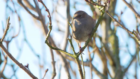 Heckenbraunelle-Vogel-Hocken-Im-Busch-In-Einem-Britischen-Garten