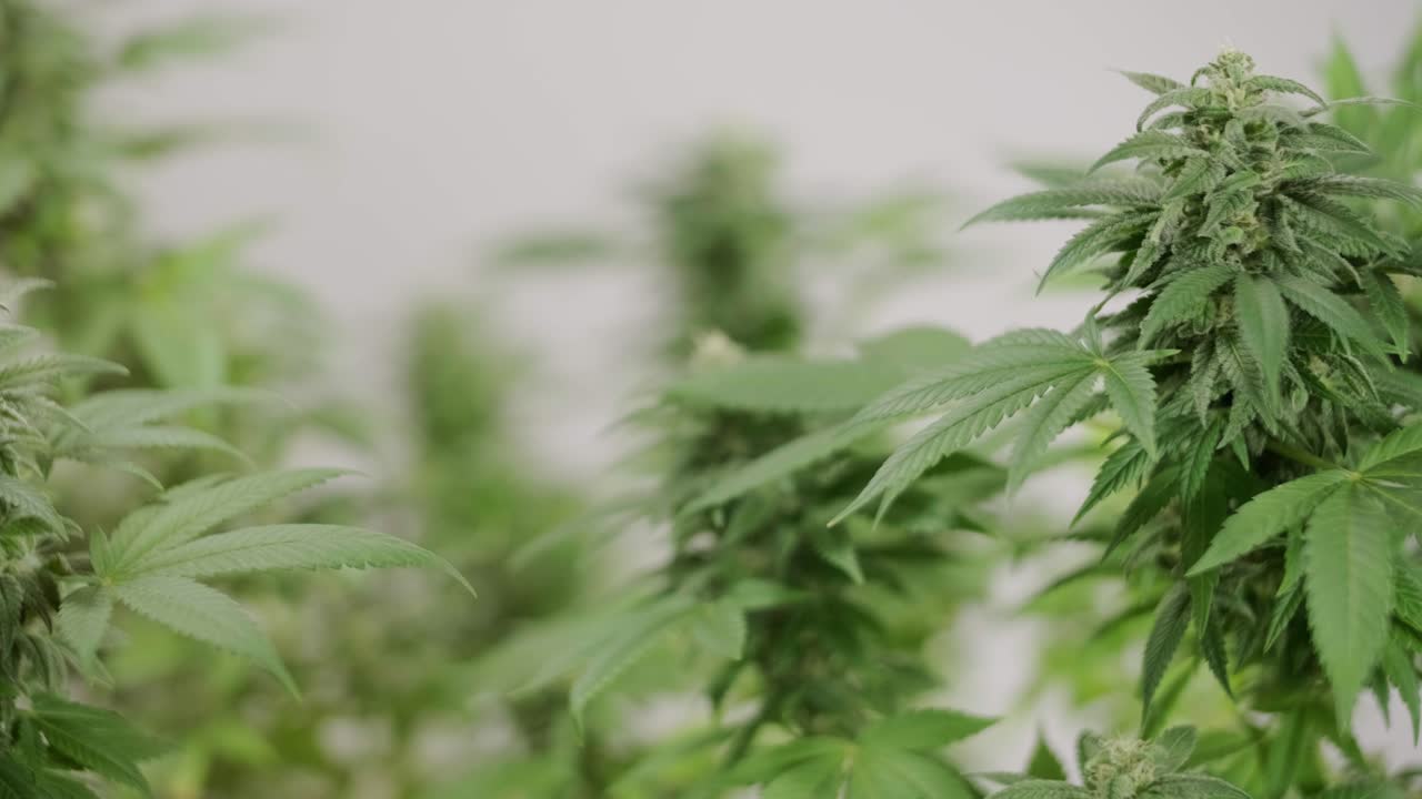 대마초 재배: 의학에 사용하기 위한 대마초 연구, 데이터 수집, 대마초 기름 연구, 마리화나 생산.