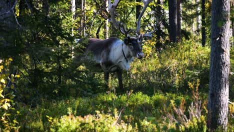 Statische-Aufnahme-In-Zeitlupe-Von-Einheimischen-Rentieren,-Die-Sträucher-In-Einem-Sonnenbeschienenen-Wald-Fressen