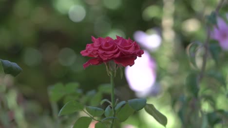 Red-Rose-going-with-the-Wind