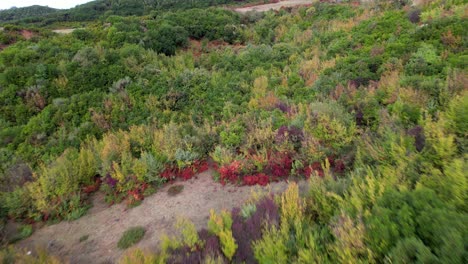 dry bushes and fir on wild hills forest at autumn, aerial foliage texture