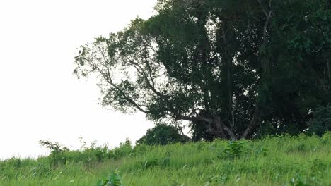 Grass-and-Trees-moving-with-the-wind-in-Khao-Yai-National-Park,-Thailand