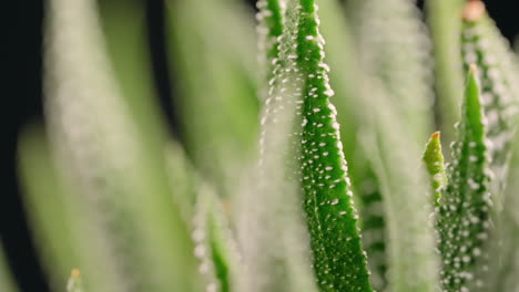 close-up of haworthia succulent spinning against a black studio backdrop