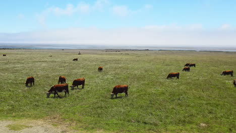 Drone-aerial-flight-wide-view-of-cows-grazing-on-green-grass-on-the-shore-of-Pacific-Ocean