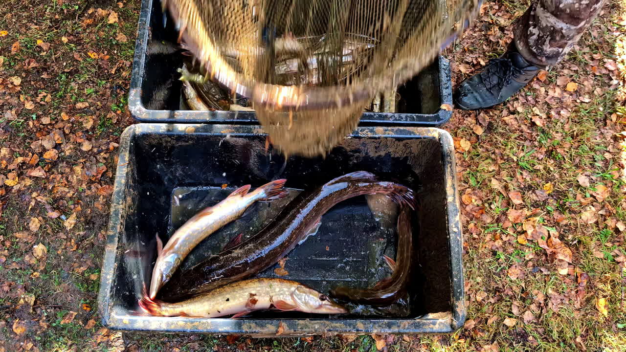 A person puts big catfish into a fishing basket that was netted from a shallow river