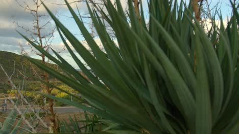 Plantas-Exóticas-Y-Majestuosa-Costa-Revelan-La-Isla-De-Cerdeña,-Vista-En-Movimiento