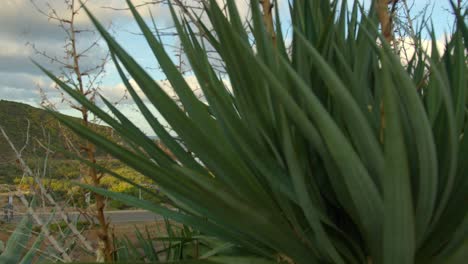 Exotic plant and majestic coastline reveal of Sardinia island, motion view